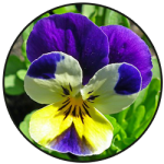 Blue and Yellow Pansy