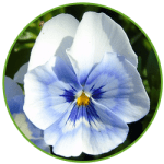Pale Blue and White Pansy