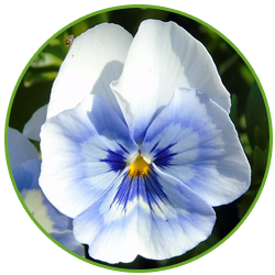 Pale Blue and White Pansy