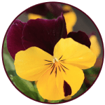 Yellow and Purple Pansy