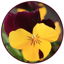 Yellow and Purple Pansy
