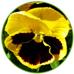 Yellow and Velvet Brown Pansy