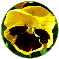 Yellow and Velvet Brown Pansy