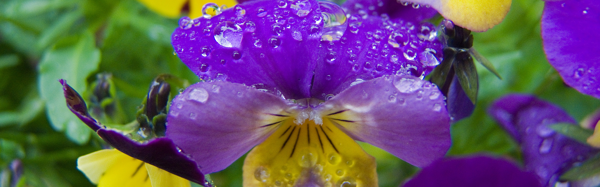 Purple and Yellow Pansies