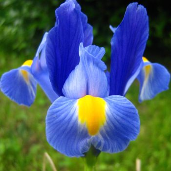 Iris - Image by Ábel Újfalusi on Pixabay.com
